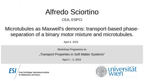 Preview of Alfredo Sciortino - Microtubules as Maxwell's demons: transport-based phase-separation of a binary motor mixture and microtubules.